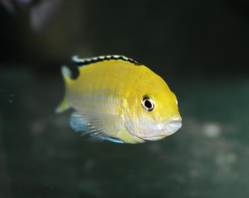 Labidochromis caeruleus 'Lion's Cove'